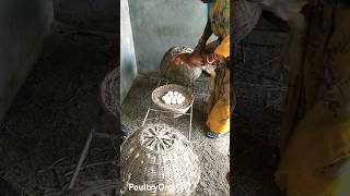 Organic Incubation Desi Murgi నాటు కోళ్లు #desimurgi #poultryorg #देसीमुर्गी #chicken #poultry