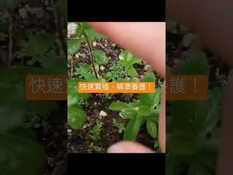 輕鬆打造茂密綠植，讓母株與新植株一起變茂密的完美攻略！