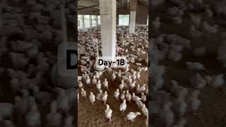 #poultry #chicken #poultryshow #farming #farm #chick #poultrykeeping #poultryfarming #trending