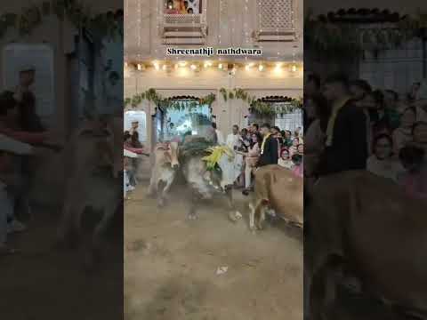 Shree Nath ji#Gau seva#youtubeshorts #