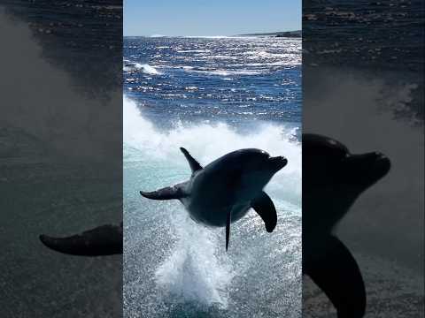 GIANT FISH JUMPS AT DRONE