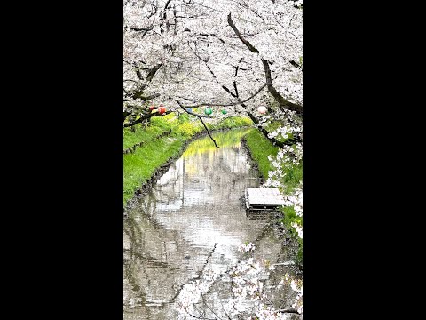 超級浪漫 🌸 日本 ~ 川越新河岸川 の 櫻花吹雪 🌸