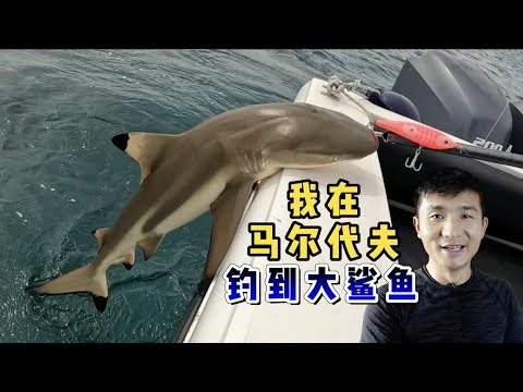 环球探海记》马尔代夫 第24天：今天路亚海钓初体验，竟然收获一只凶猛的大鲨鱼！ #马尔代夫 #旅行攻略 #旅行 #海钓 #鲨鱼 #路亚海钓