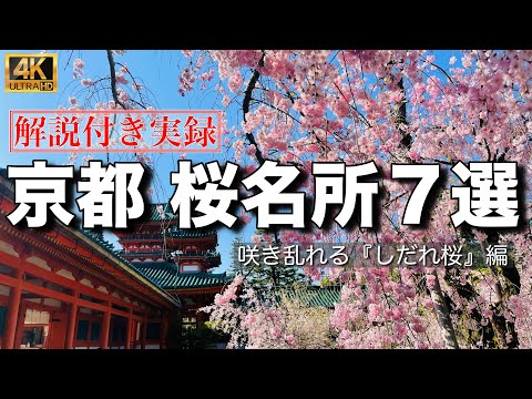 【感動の絶景】京都の桜名所  ７選　『しだれ桜』編