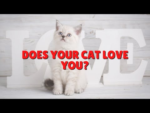 How Cats Tell You They Love You | Two Crazy Cat Ladies