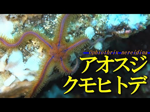 Beautiful brittle star / Macrophiothrix nereidina