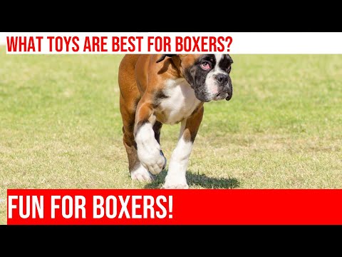 The Best Boxer Toys for Playful Pups: A Guide for Dog Owners