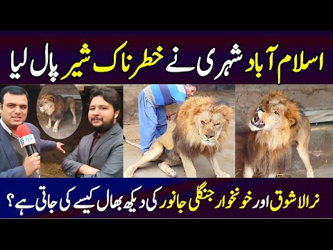 Islamabad Shehri Ne Sher Pal Lia | Babber Sher in Islamabad | Pet Lion in House | Dangerous Lion