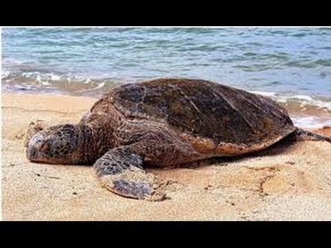 Sea Turtles Documentary HD - Wildlife Nature Documentary HD The Reptiles