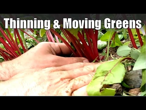 Tips on Thinning &  Moving Greens