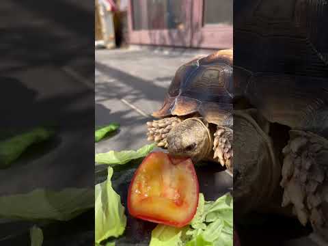 Funny😂#video #viral #animals #cute #pets #videos #turtle #sulcata #カメラ#sound #eating #animals