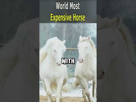 World Most Expensive Horse