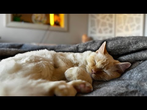 The SWEETEST Cat Tries to Give You ASMR 🤍 Gentle Purring and Grooming Sounds