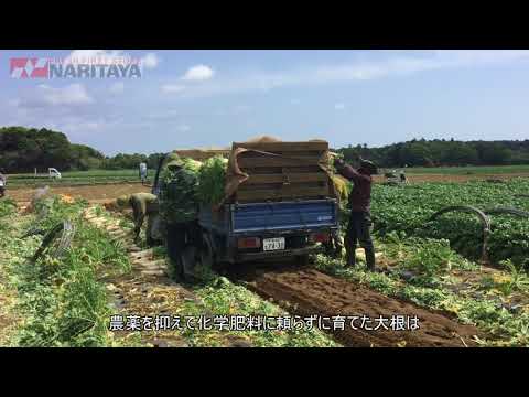 ナリタヤやさい 千葉県銚子市・株式会社勘兵衛さんの大根