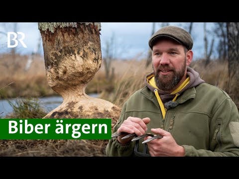 Biber ärgern für mehr Artenvielfalt und weniger Überschwemmungen | Naturschutz | Unser Land | BR