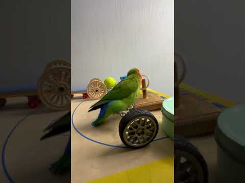 Bird Training : Smart lovebird Parrot | Smart Little Cute Parrot #training #smartparrot #cute