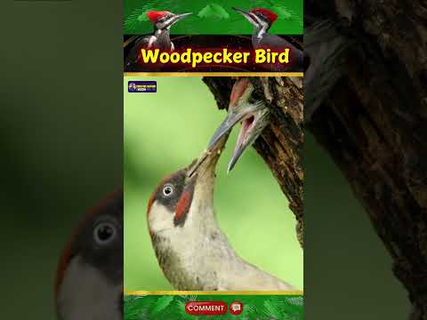 Peculiar Sound of Woodpecker Bird | Symbols of Perseverance & Creativity | Creative Nature #birds