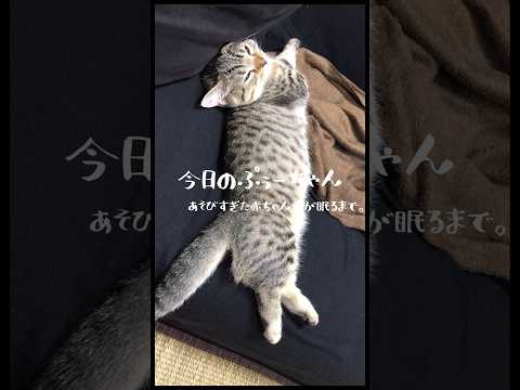 【遊びすぎて眠たい赤ちゃん猫】赤ちゃんぷぅーちゃん