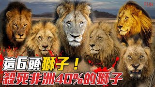 一年殺死100多頭獅子【壞男孩雄獅聯盟】| 單挑三十隻非洲鬣狗，最傳奇的獅子聯盟！充滿血腥和殘酷的王者之路！戰鬥力令對手聞風喪膽！