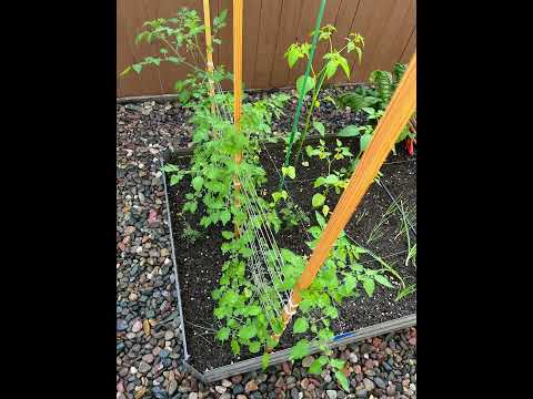 Matt's Wild Cherry tomato timelapse (Zone 10b)