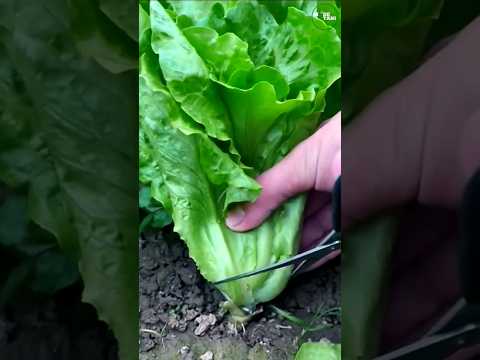 ASMR PICKING SALAD VEGETABLES  #shorts