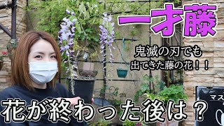 藤の花『一才藤』の育て方・管理方法・花が咲き終わったらすること【おうちでガーデニング】開花園チャンネル