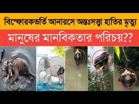 বিস্ফোরক ভর্তি আনারসে অন্তঃসত্ত্বা হাতির মৃত্যু|ভারতে যেভাবে হাতিটিকে মারা হয়েছে|TheElephant KERALA