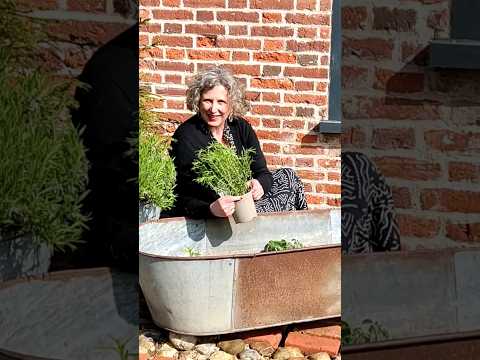 Making a herb garden in an old tin bath, a recent auction find. Part of my container garden project.