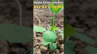 Village Tarrace Gardening #villagegarden #garden #gardenplants #viralvideo