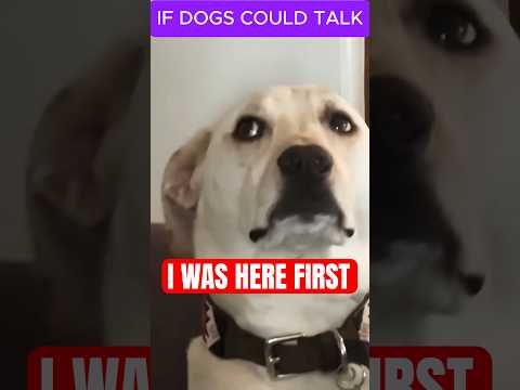 What DOGS Would Say If They Could Talk!