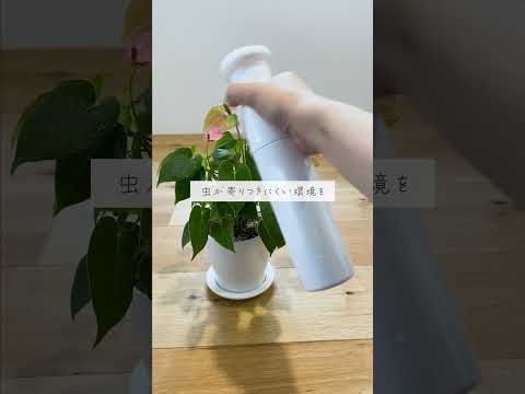 🍀虫を寄せ付けない　葉水のテクニック🍀【☘Life with Houseplant】11-7#shorts