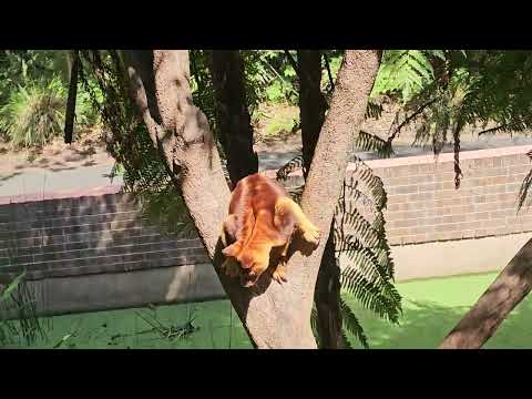 Tree Kangaroo in Sydney Zoo, Australia