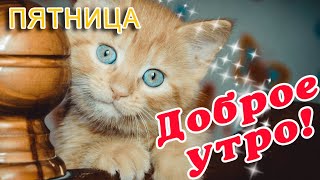 🎺 ДОБРОГО УТРА / ДОБРОЕ УТРО / С ДОБРЫМ УТРОМ / ДОБРОГО УТРА ЛЮБИМОЙ / ПОЗИТИВ / ПОЗИТИВЧИК