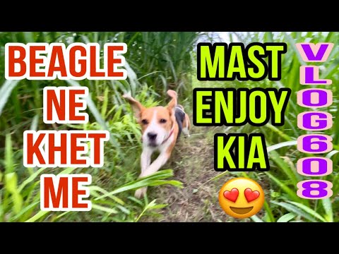 Beagle ne khet me full enjoy kia 😃😍 #vlog #petlover