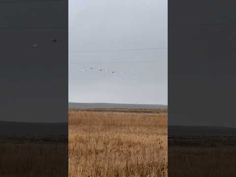 Trumpeter swans sounds across Iowa prairie potholes at pheasant camp