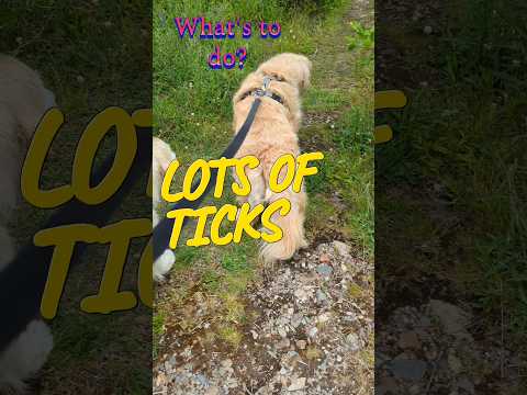 Dogs brought home lots of ticks. What's to do? #dogs #goldenretriever #doghealth #shorts