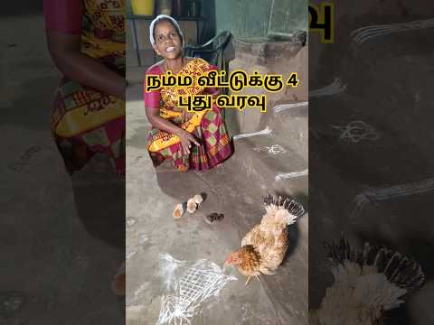 ஒரிஜினல் நாட்டு கோழி குஞ்சு  நம்ம வீட்டுக்கு 4 புதிய வரவு #chiken