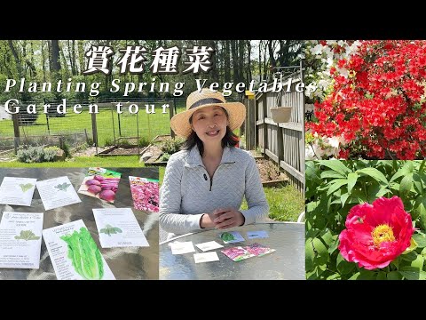 【園藝】賞花、種菜｜四月下旬園子裡開了哪些花？杜鵑、牡丹、丁香｜看我種了哪些菜？甜菜、青菜、小白菜｜Garden Tour｜Planting Spring Vegetables