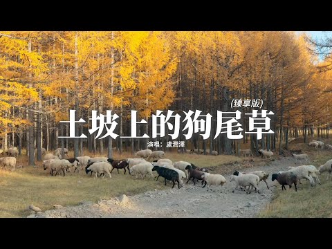 盧潤澤 - 土坡上的狗尾草 (臻享版)『土坡上狗尾巴草搖啊 搖得人眼淚掉，你那頭月亮照不照得到，唱首狗兒的歌謠，我的小黃你卻已聽不到。』【動態歌詞MV】