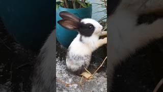 #rabbiteatingcarrot #femaleanimal #bunny #rabbitfood #femalepet #pets #houserabbit #cute #rabbitry