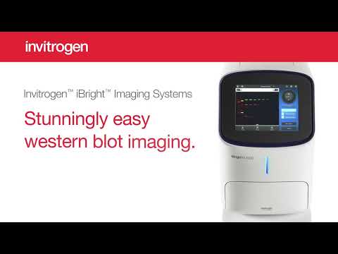 Invitrogen iBright Imaging System