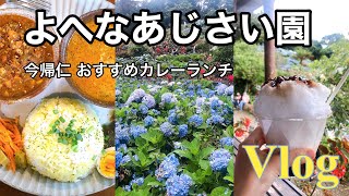 ［vlog］沖縄 本部町 よへなあじさい園を散策｜北部でランチ🍛｜お土産にもできる有名店でおやつ調達🥧 2022