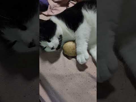 Moonie 😻 LOVES Her Potato 🥔 #Shorts #Cat #CuteCat