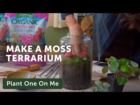 Crafting a MOSS TERRARIUM — Ep. 340