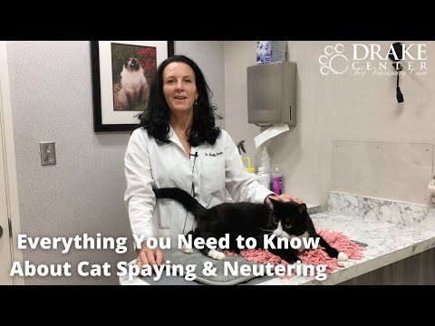 Everything You Need To Know About Cat Spaying & Neutering