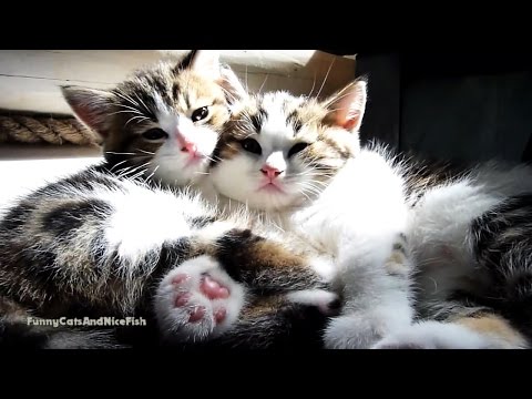 Just Too  Cute Kittens video