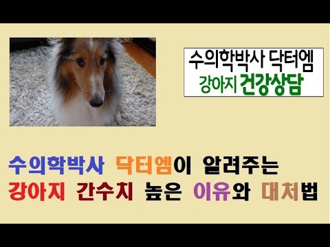 수의학박사 닥터엠이 알려주는 강아지 간수치 증가 이유와 대처법