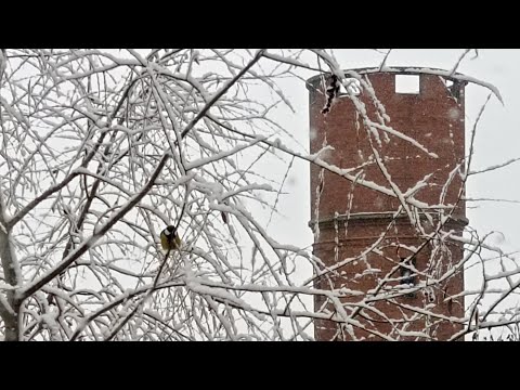 29 октября Омск.Выпал снег 🌨💦