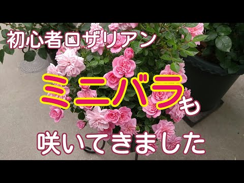 バラの季節（5/7、5/8）のお庭🌹【鉢栽培】