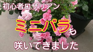 バラの季節（5/7、5/8）のお庭🌹【鉢栽培】